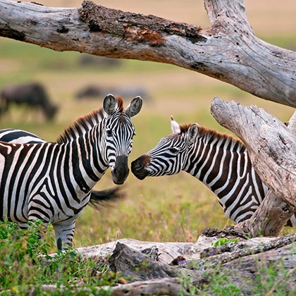 Zebras in Serengeti National Park, Tanzania