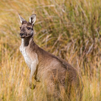 Kangaroo in tall grass in Broadwater, Australia