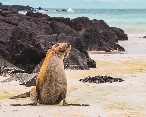 A sea lion sunning on the beach in the Galapagos